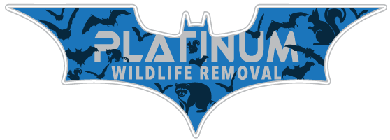 Bat Removal Waterford